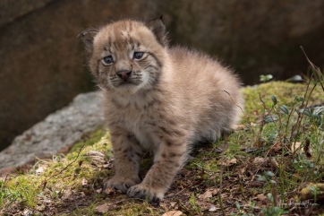 Lynx - 3 weeks old